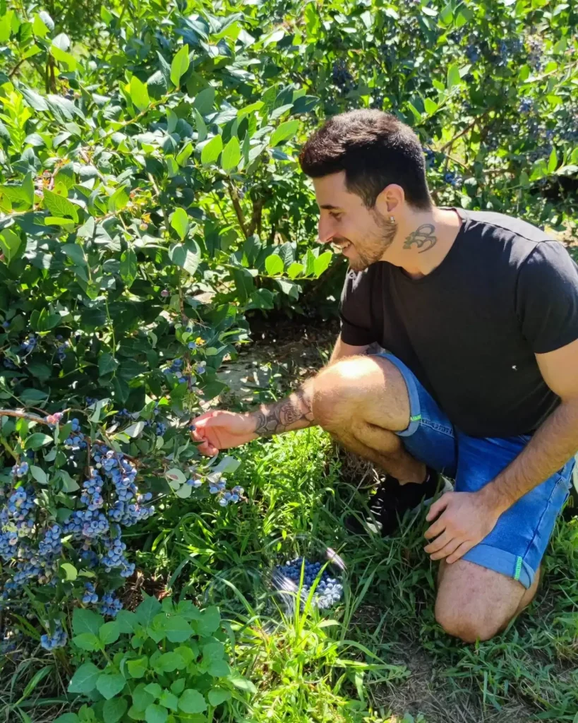 Scelta di alimenti stagionali con densità nutrizionale, raccolta di mirtilli - Pilastro della Nutrizione nel programma Holistic Wellness di Andrea Balistrer